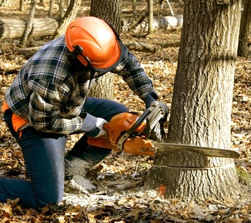 Tree Removal in Minor Hill, TN